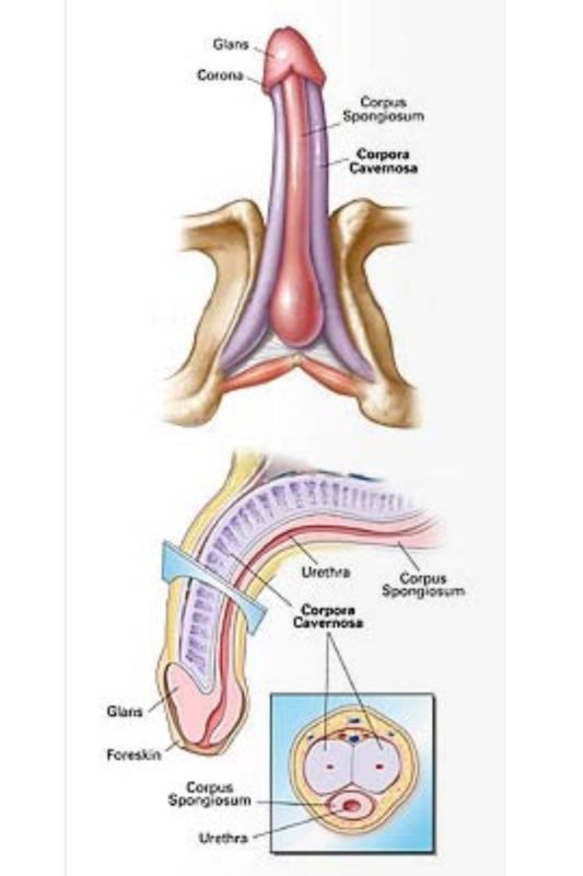 Anatomy of the Penis
