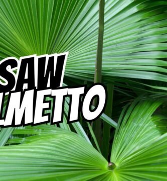 saw palmetto benefits