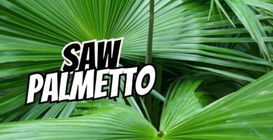 saw palmetto benefits